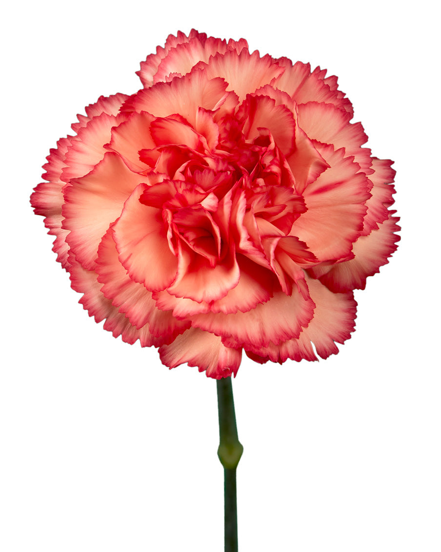 Sparkler Carnation