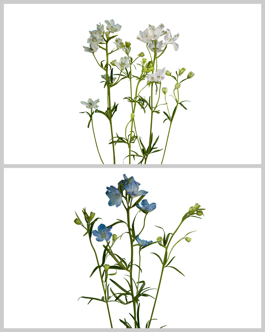 Planet Spray Delphinium Assorted Blue and Blush
