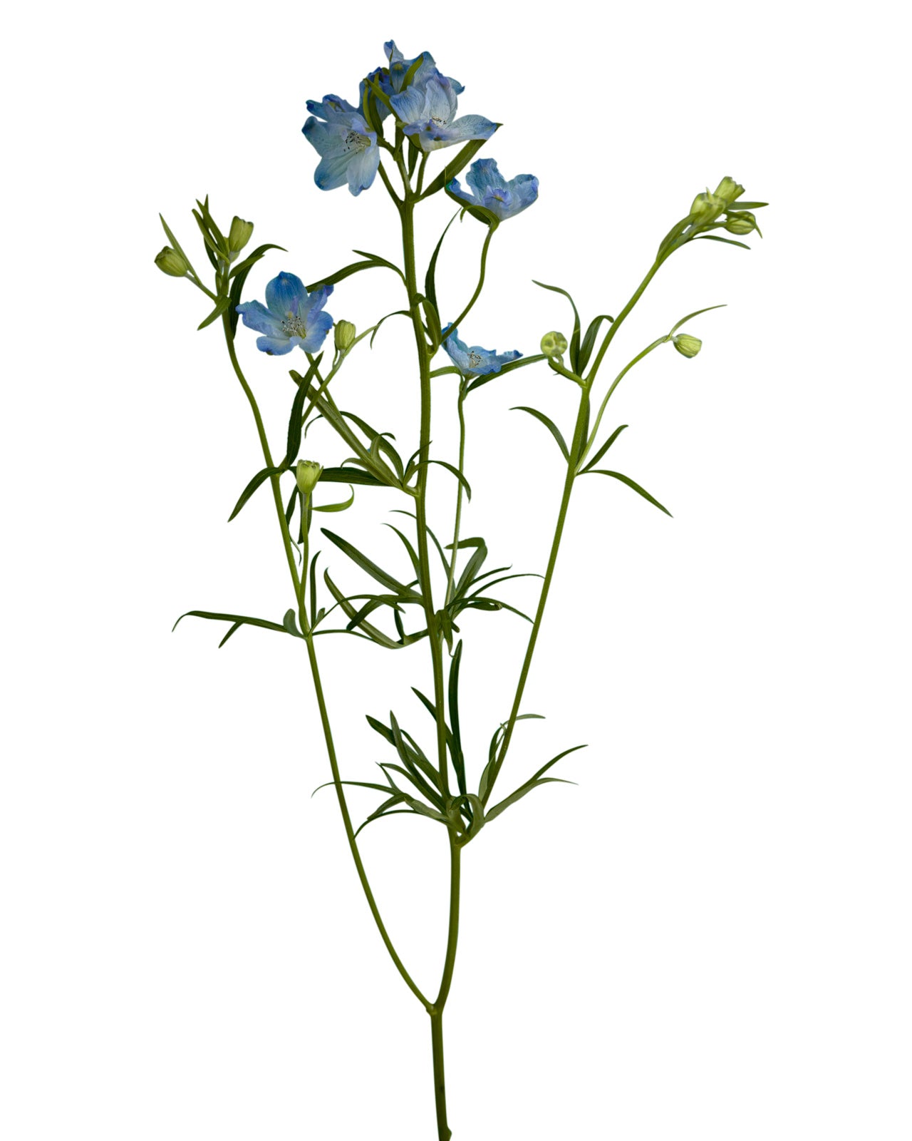 Blue Delphinium Petaljet