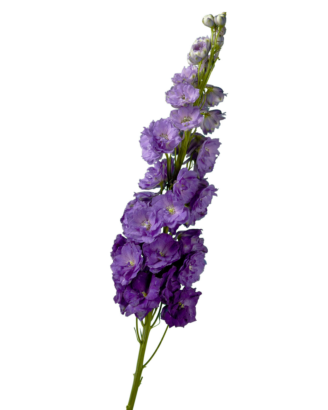 Black Velvet Hybrid Delphinium ELATUM