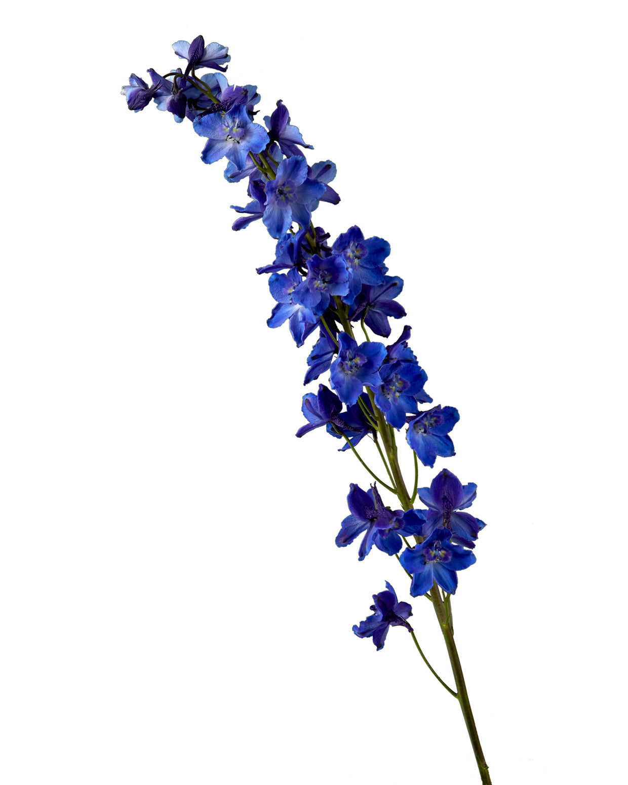 Sea Waltz Delphinium