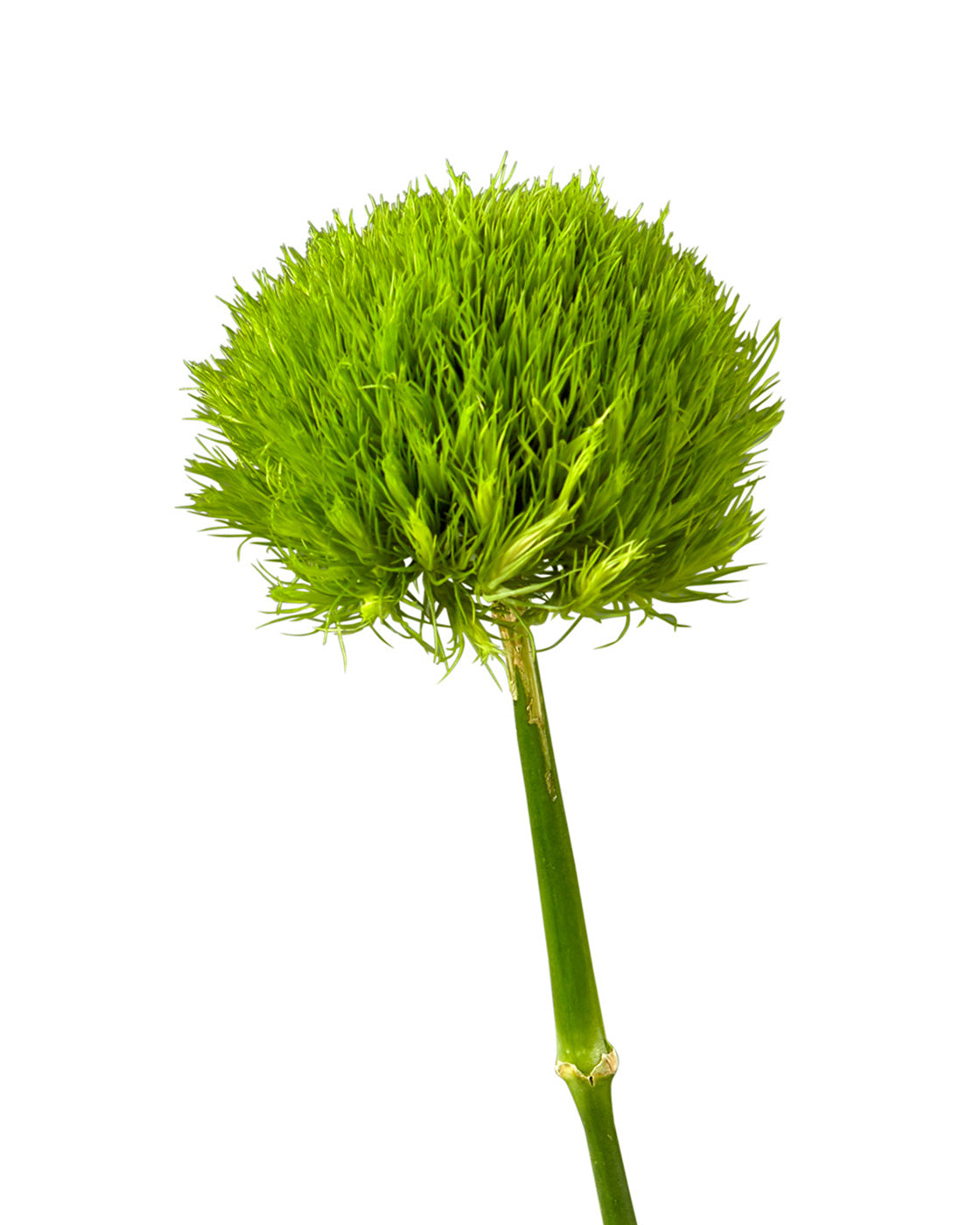 Green Dianthus (Green Ball)