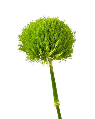 Green Dianthus (Green Ball)