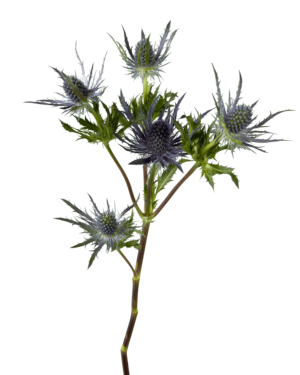 Thistle Blue Lagoon (Eryngium)