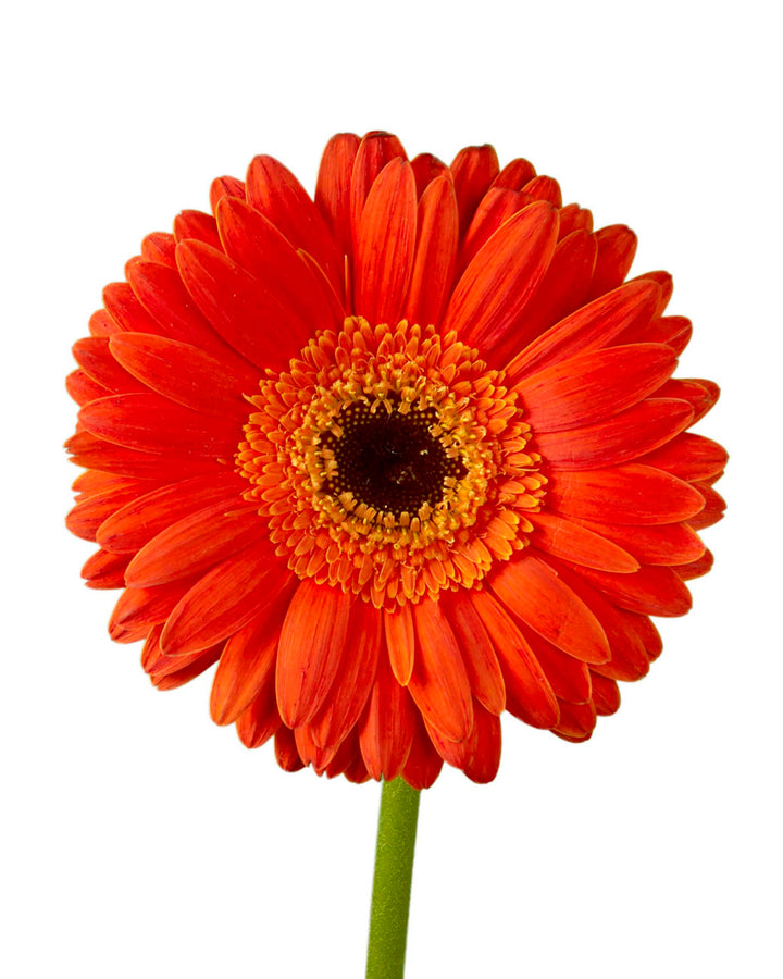 Dune Jumbo Gerbera Daisy
