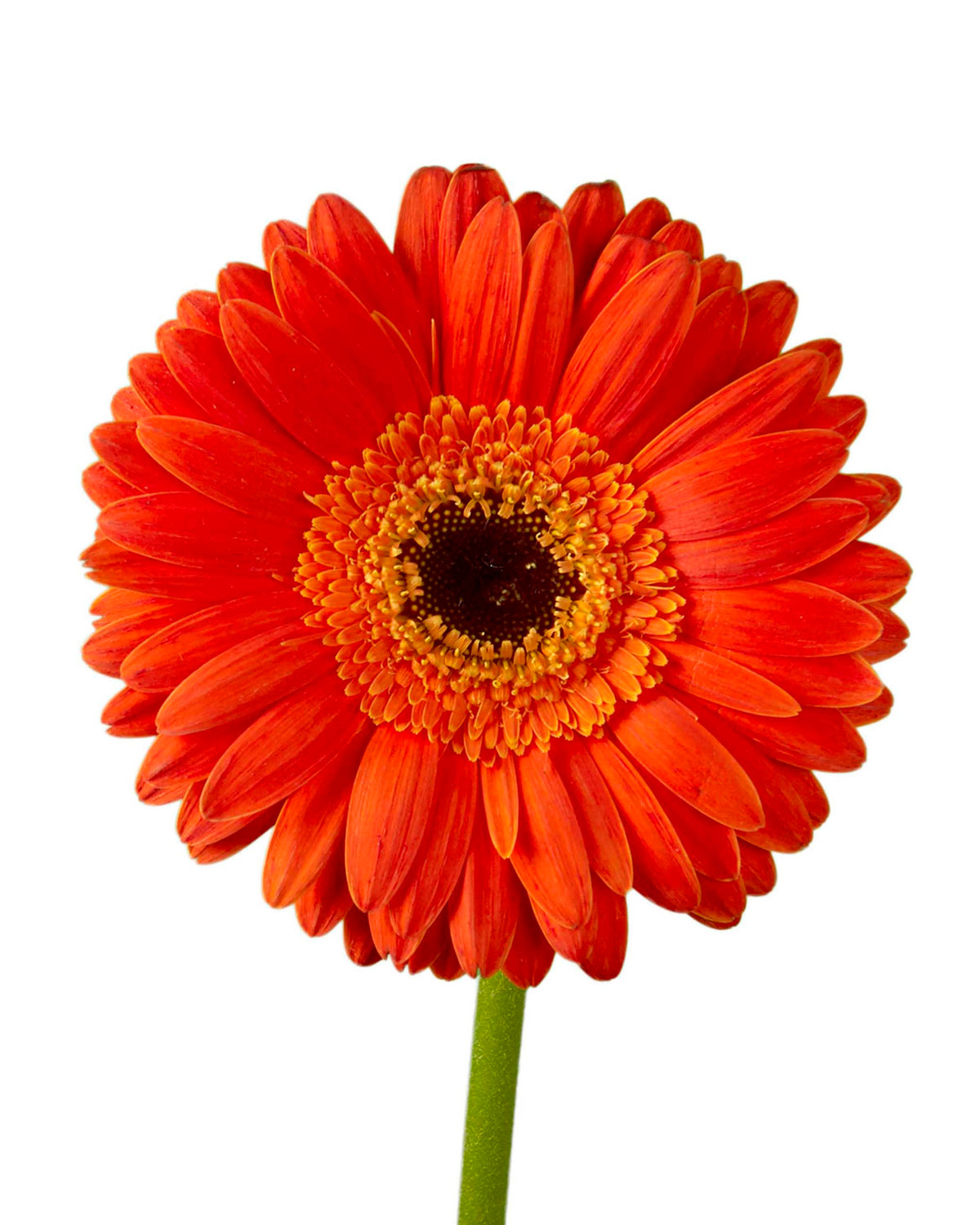 Gerbera - Petaljet