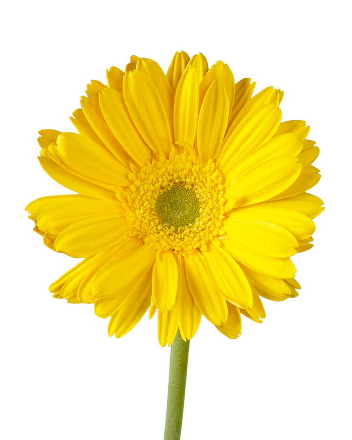 Kento Jumbo Gerbera Daisy