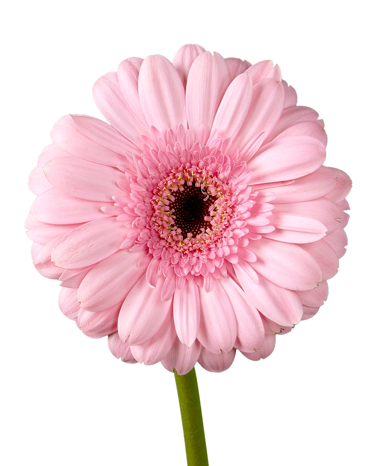 Pink Gerbera Gerbera - Petaljet
