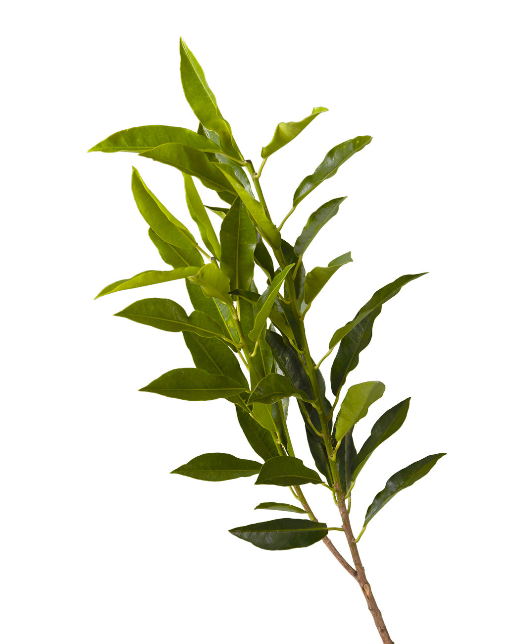 Cut Green Foliage Curly Willow - Petaljet
