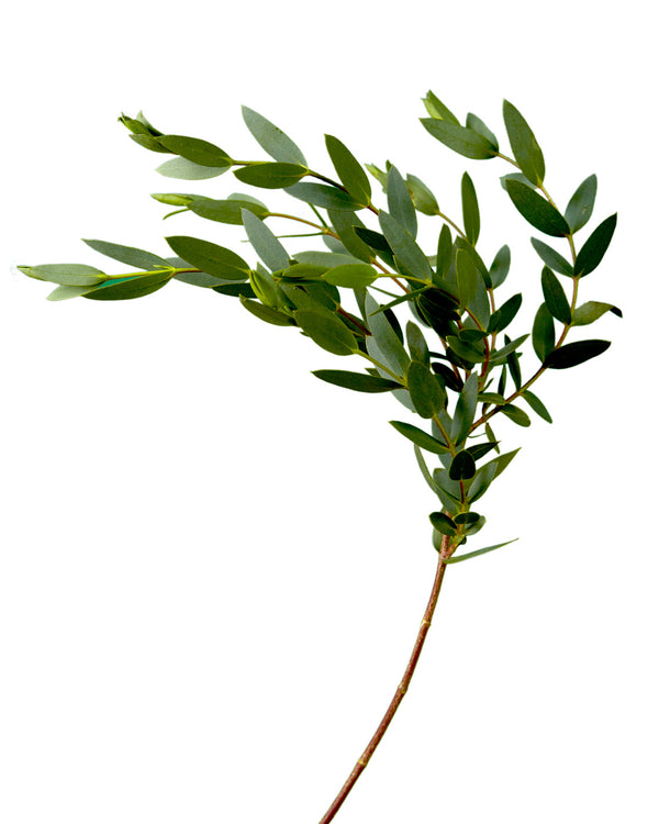Cut Green Foliage Curly Willow - Petaljet