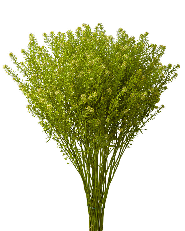 Lepidium