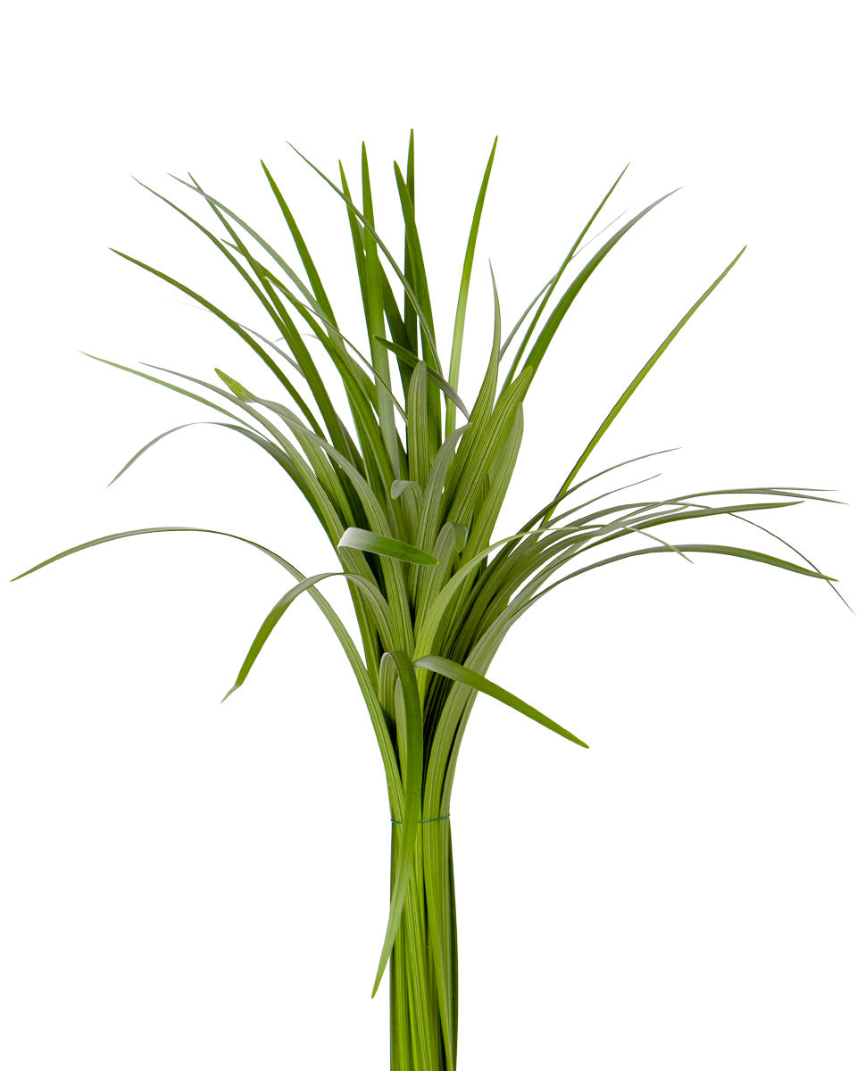 Lily Grass Green