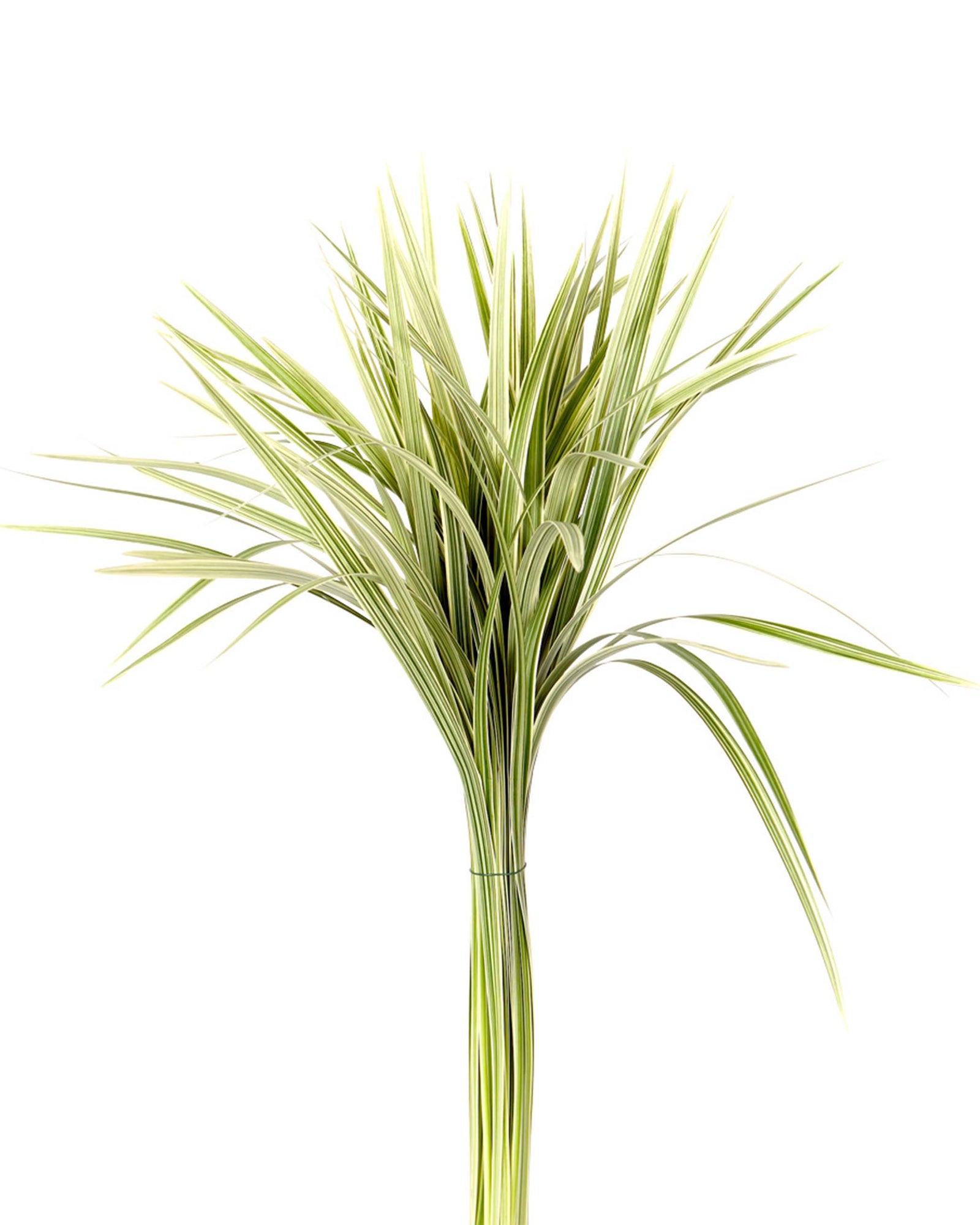 Lily Grass Variegated