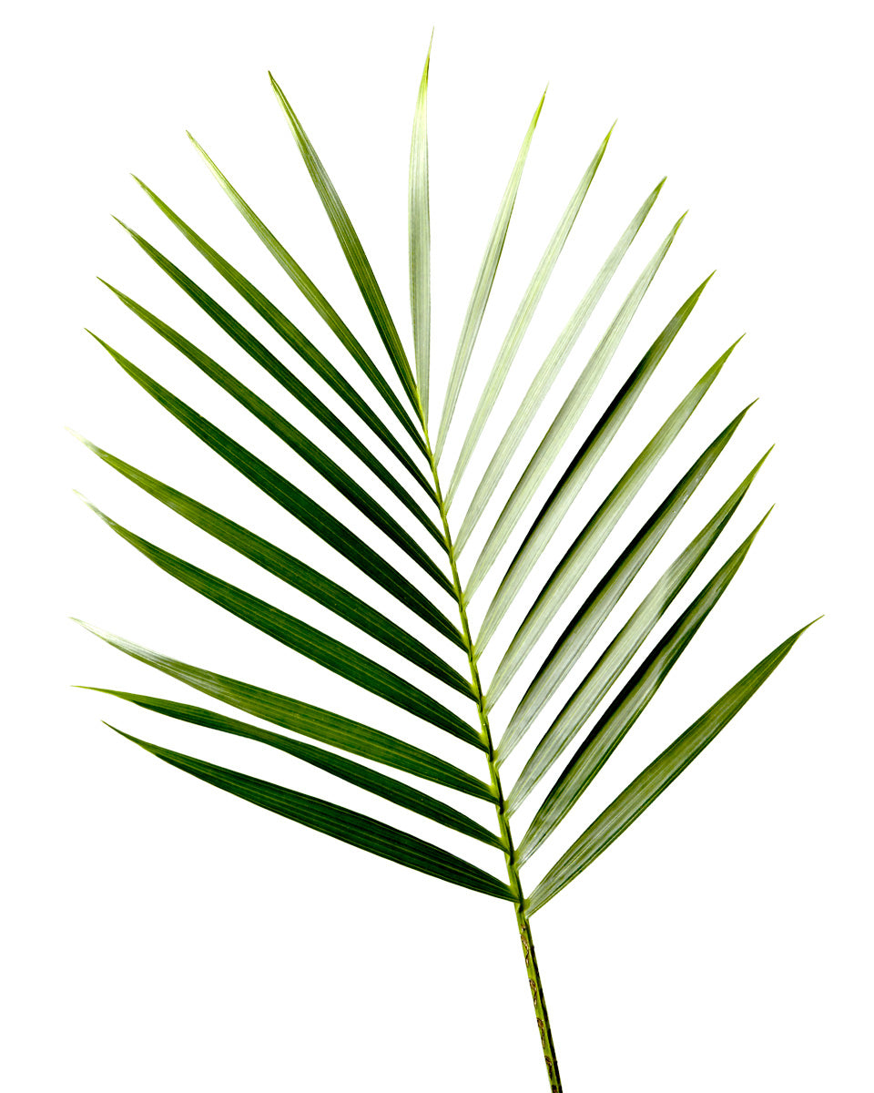 Areca Palm