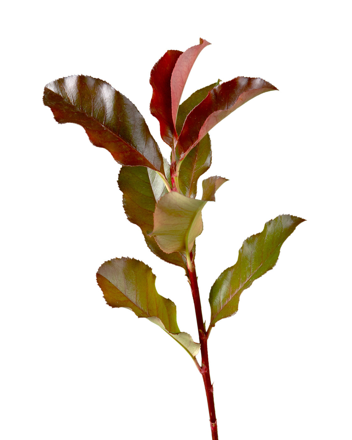 Photinia Red