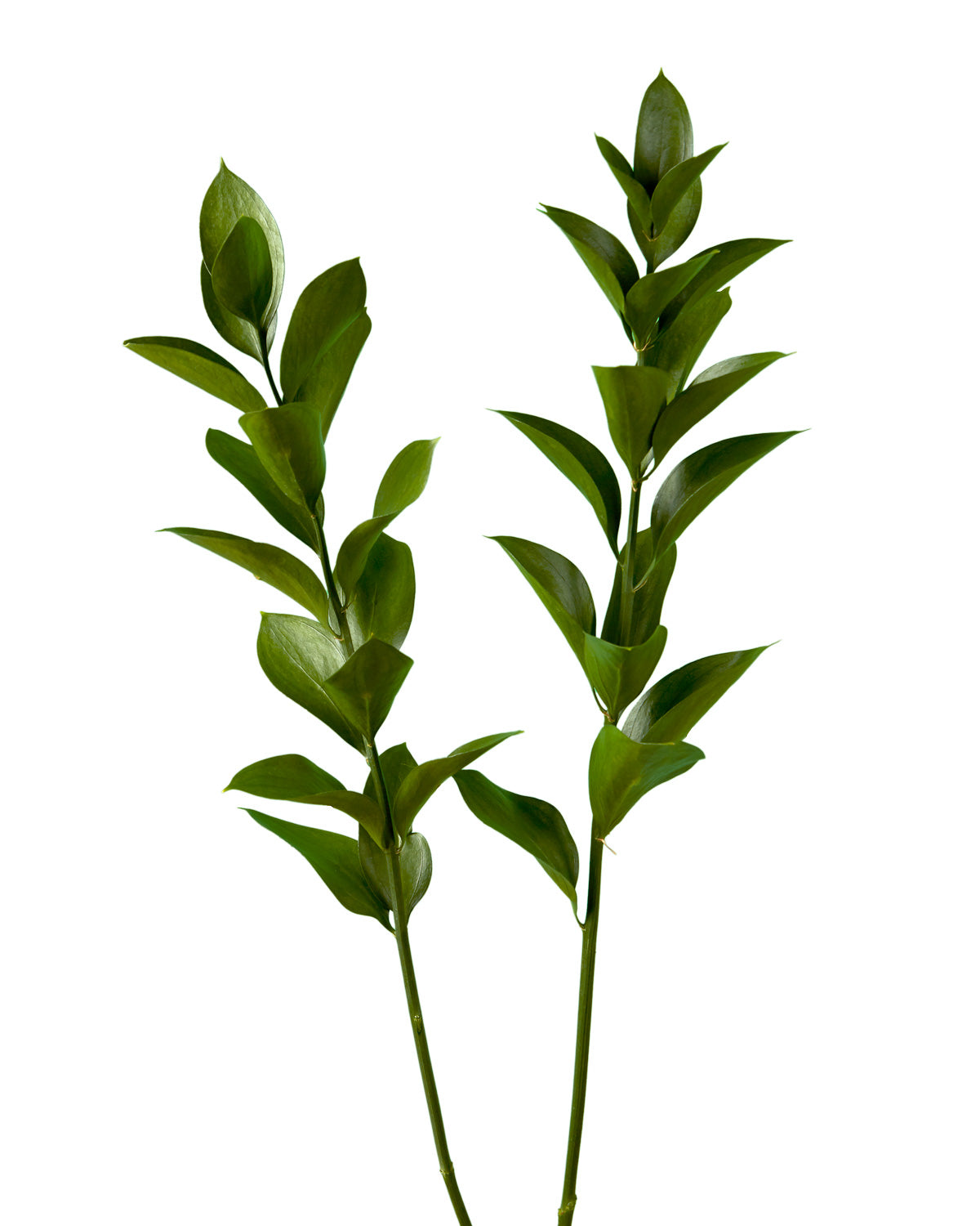 Ruscus Israeli