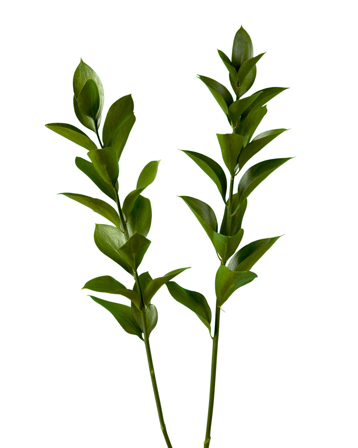 Ruscus Israeli Mother's Day