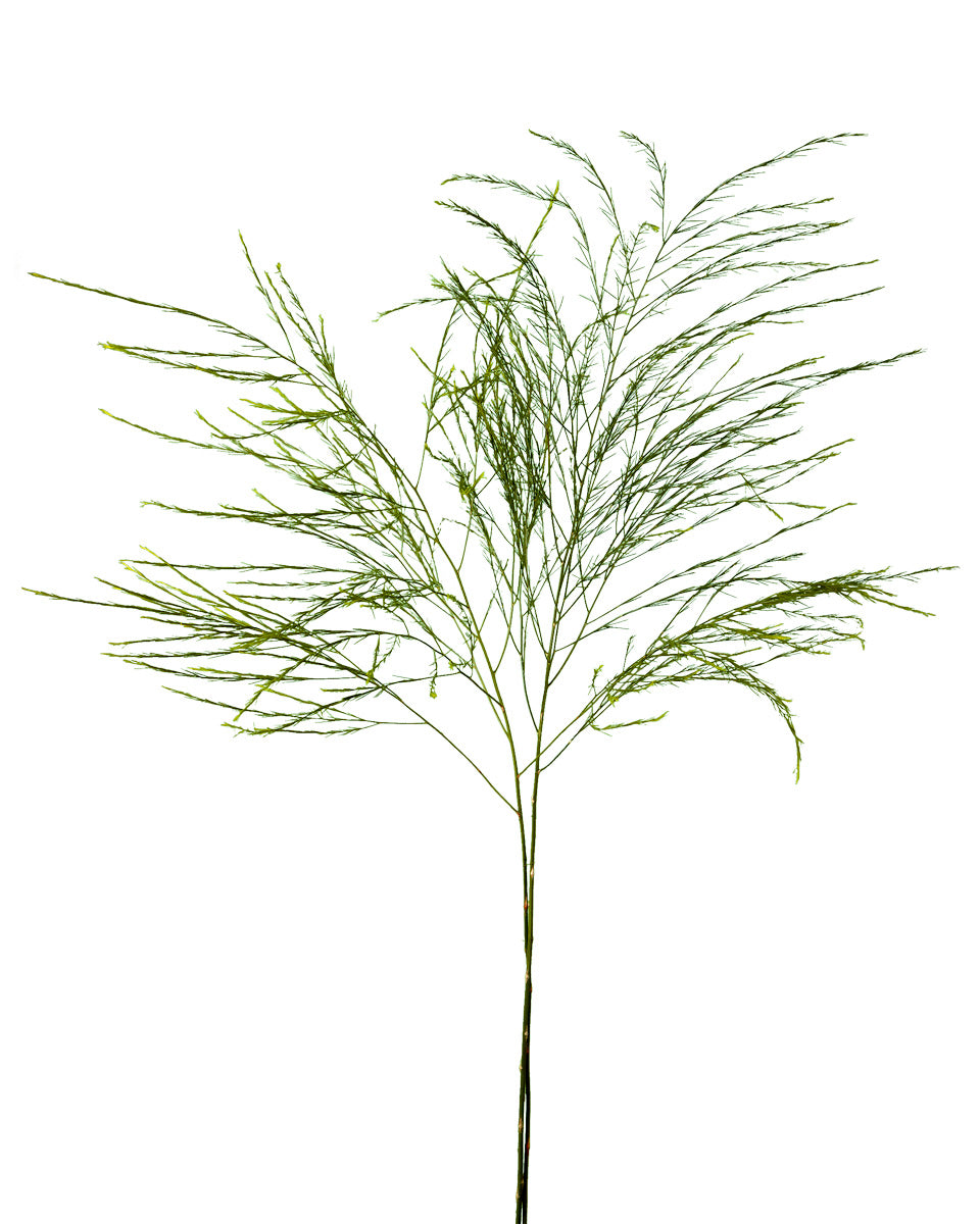 Cut Green Foliage Tree Fern - Petaljet