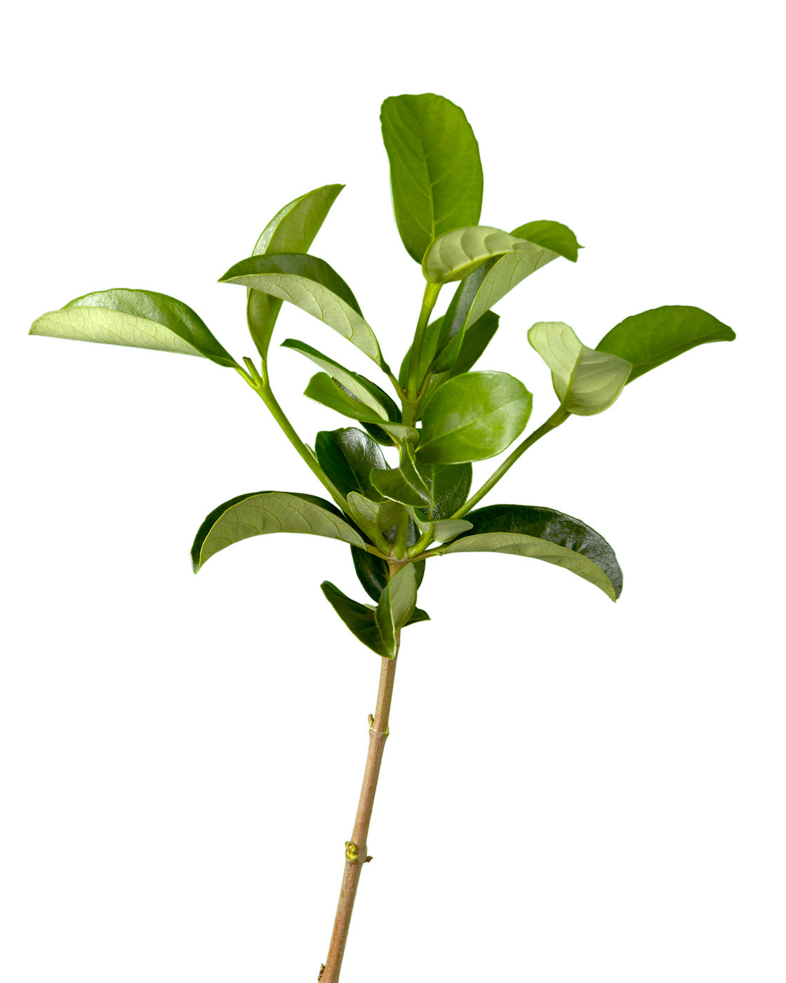 Cut Green Foliage Curly Willow - Petaljet