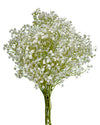 Gypsophila White Force