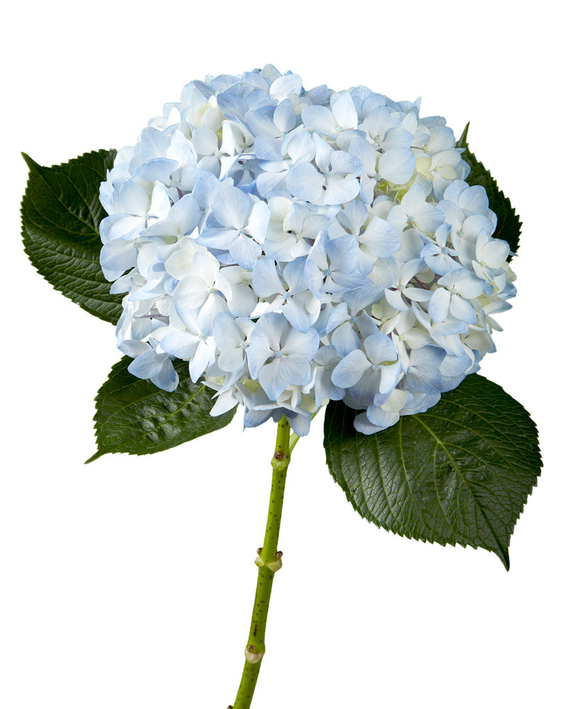 Select Blue Hydrangea