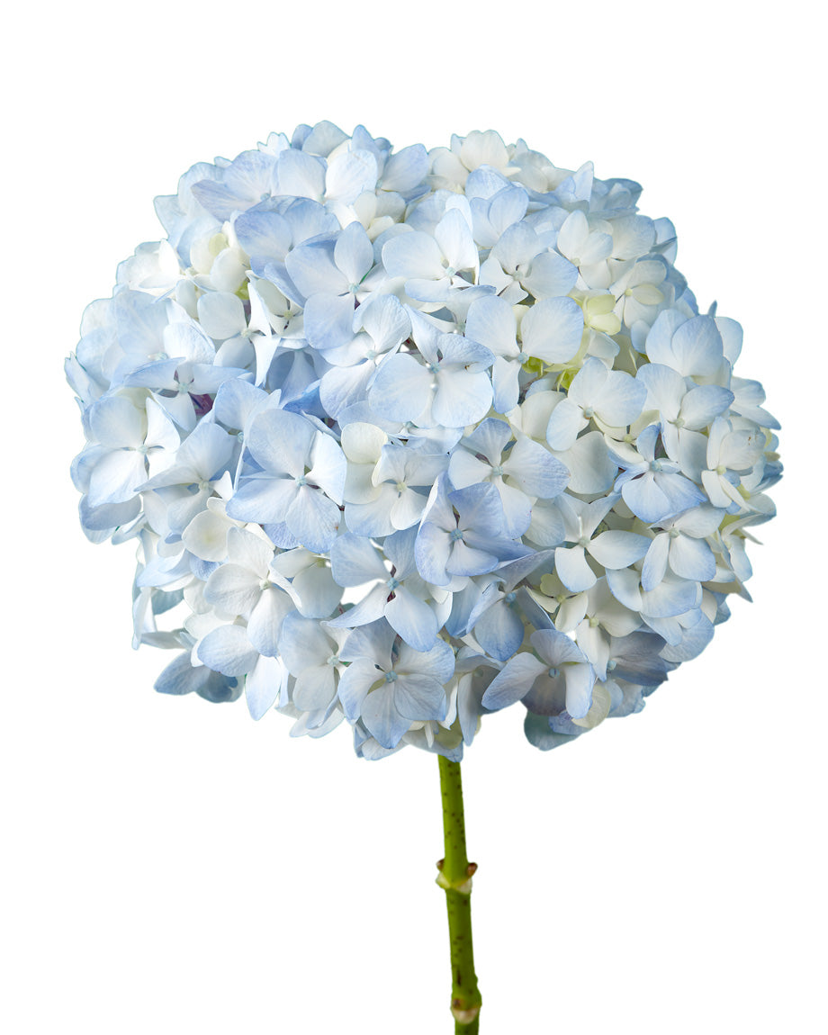 Select Blue Hydrangea