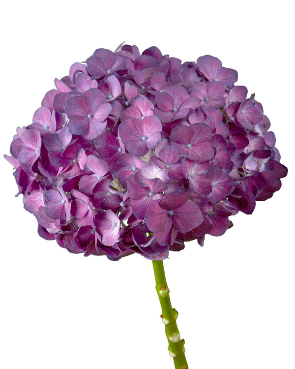 hydrangea0223ページ Bulk wholesale fresh cut Super Select Elite Purple Hydrangea
