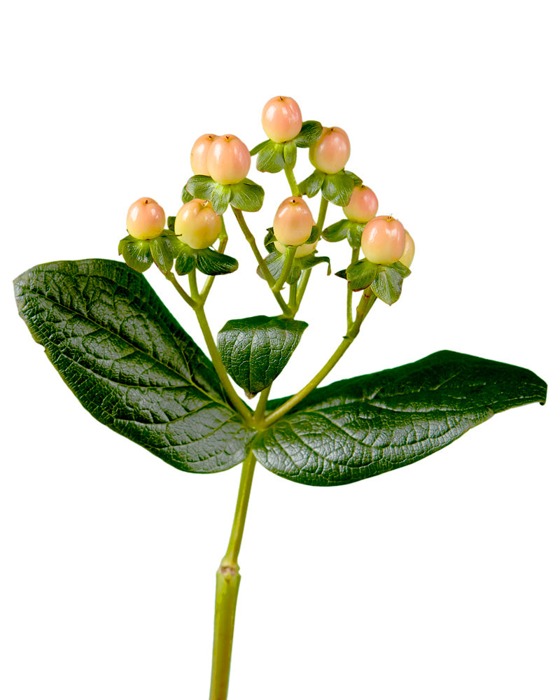 Mellow Romance Peach Hypericum