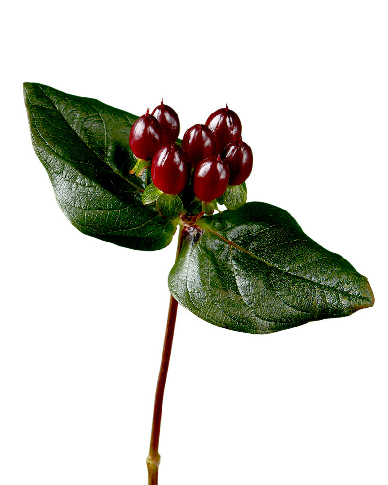 Magical Burgundy Hypericum