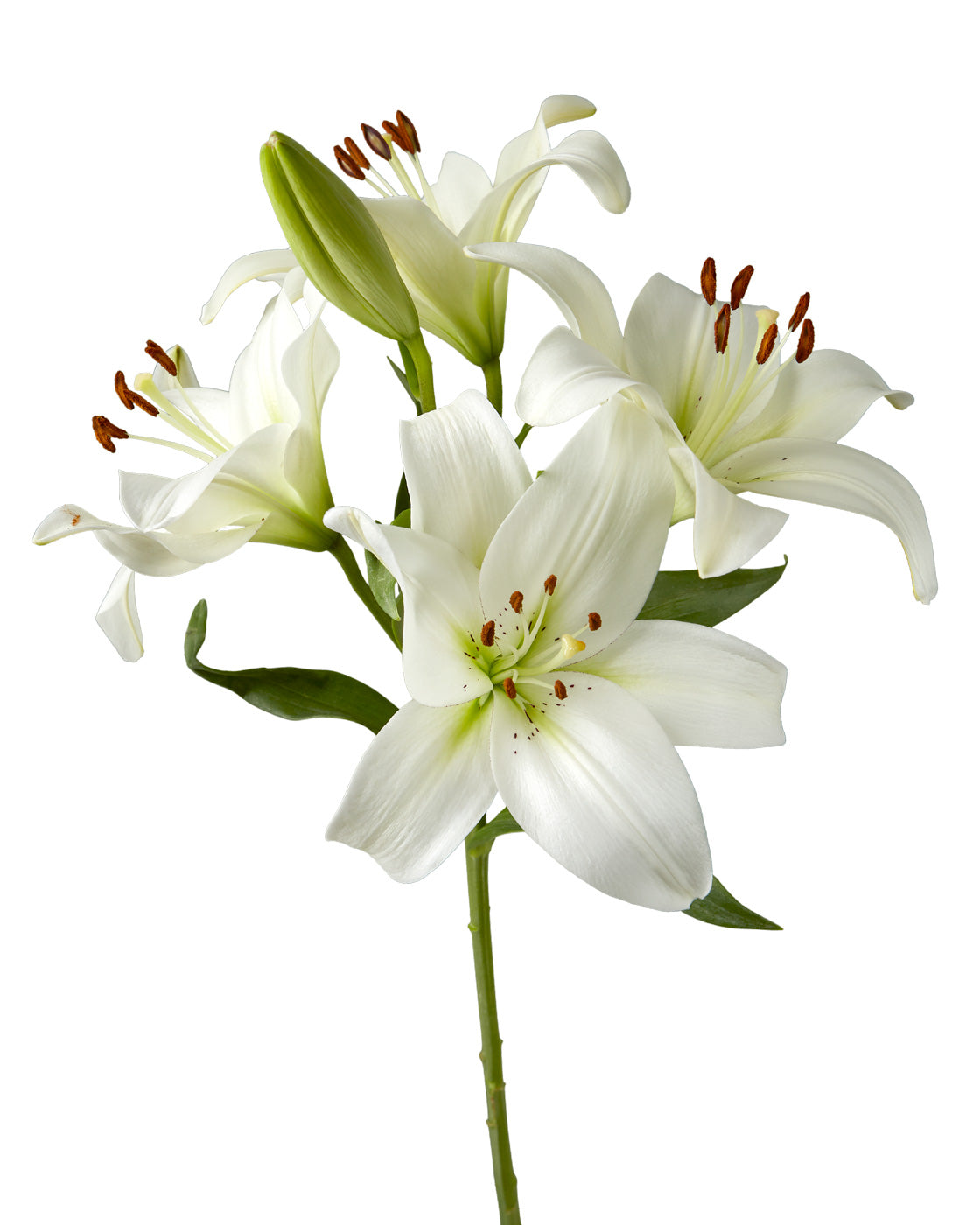 Bach Asiatic Lily 3-5 Bloom Valentine Day