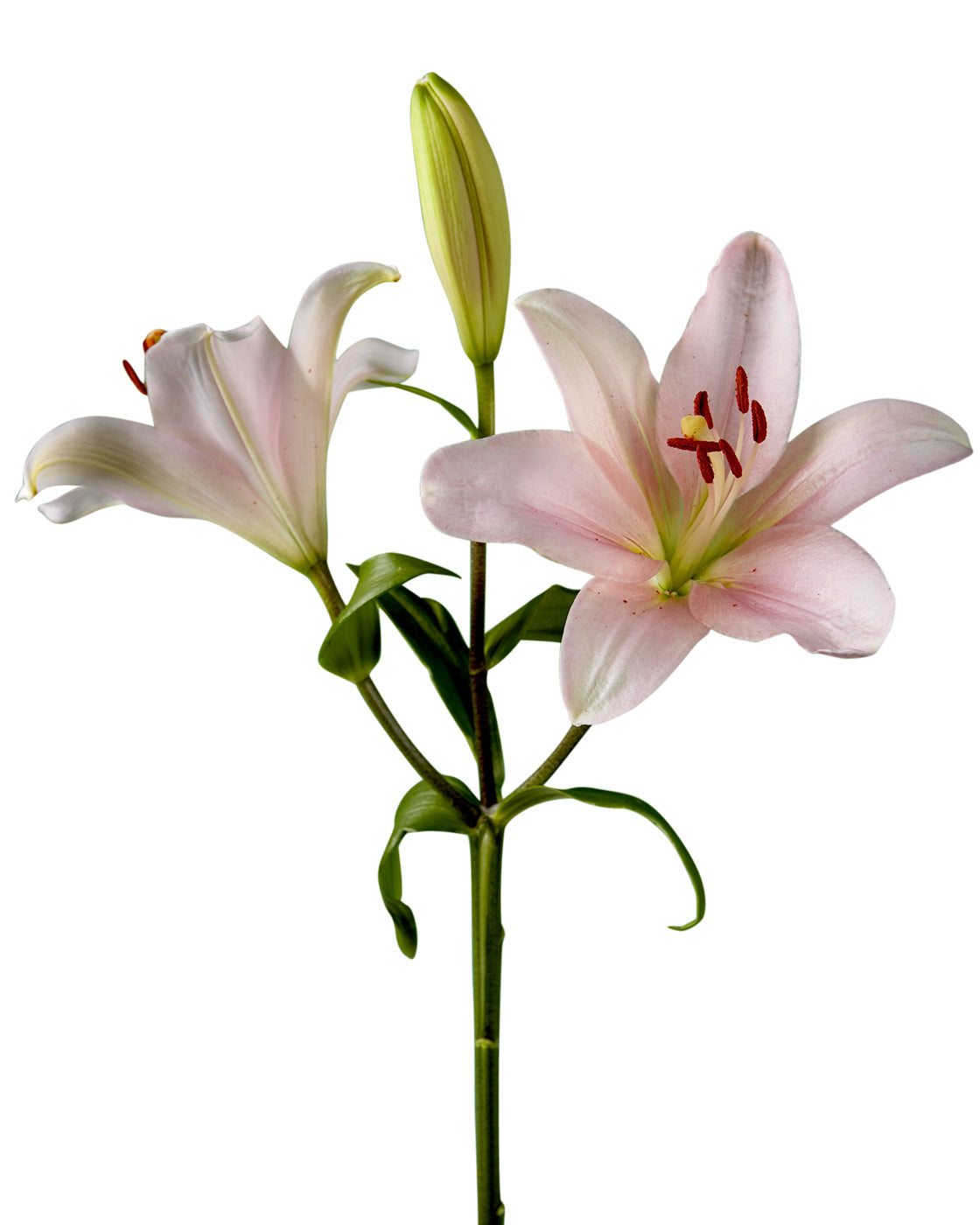 Brindisi Lily 3-5 Bloom