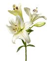 Ercolano Lily 3-5 Bloom