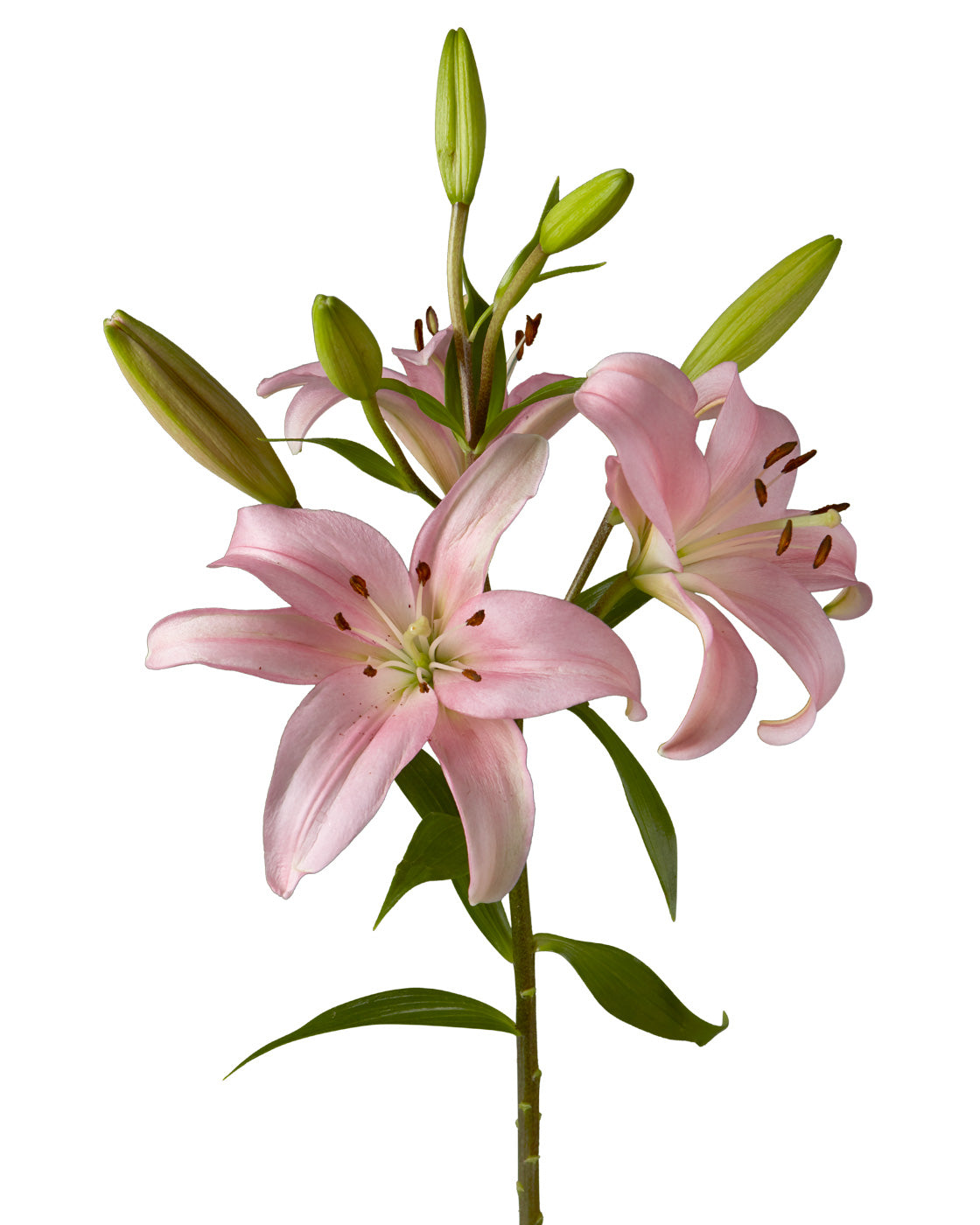 Lily Pink 3-5 Blooms