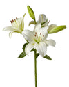 Nova Scotia Lily 3-5 Bloom