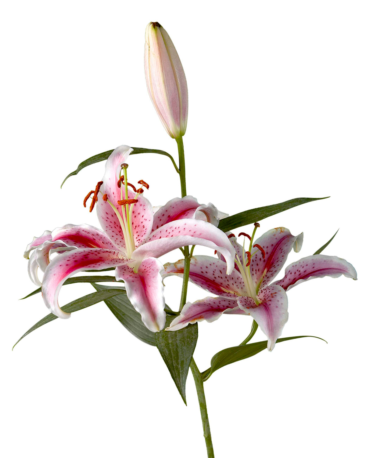 wholesale asiatic lilies Curie Oriental Lily 3-5 Bloom