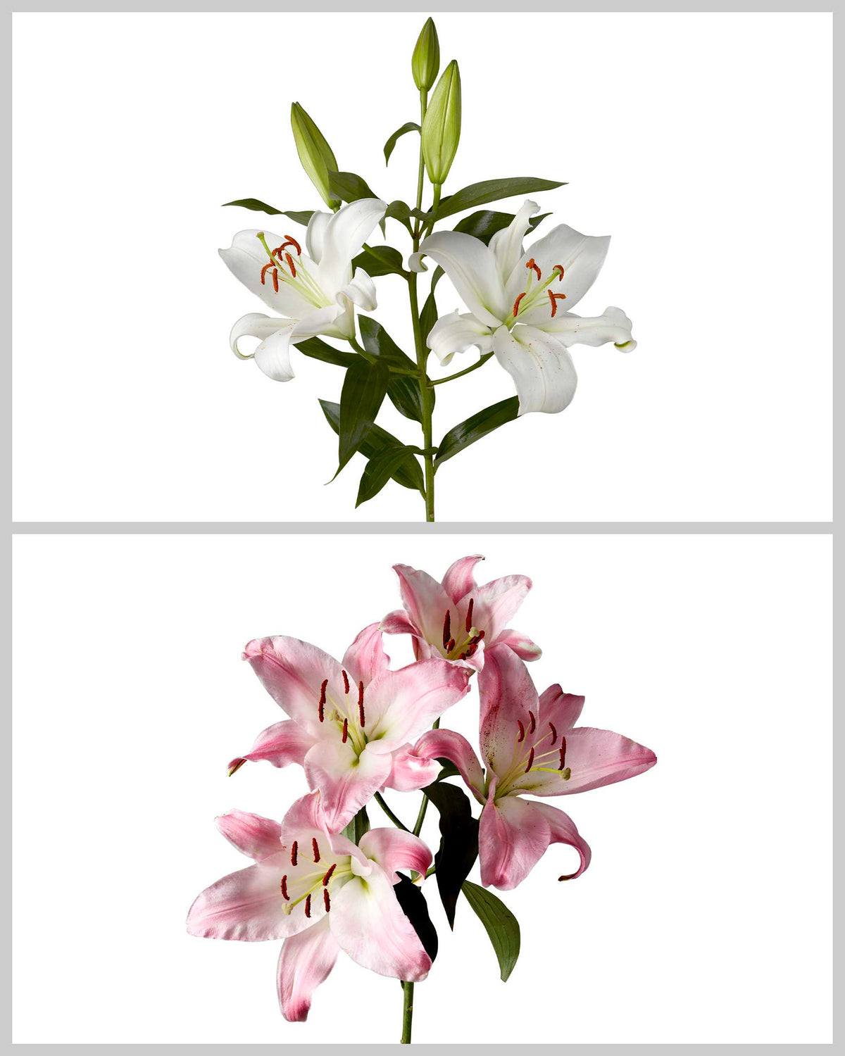 oriental and asiatic lilies Wholesale Oriental Lily 3-5 Bloom Assorted Box #068