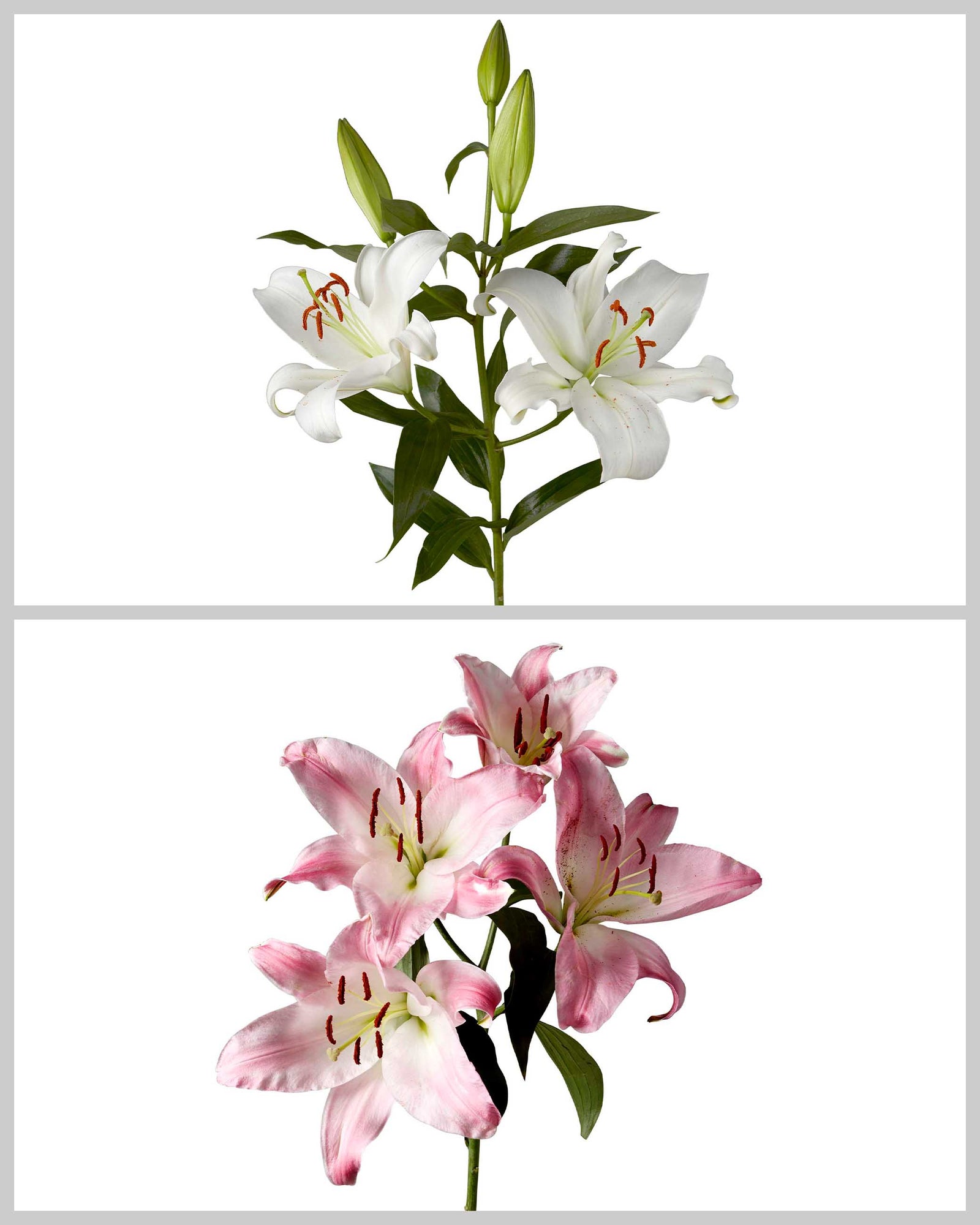 Oriental Lily 3-5 Bloom Assorted Box #068