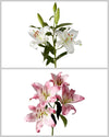 Oriental Lily 3-5 Bloom Assorted Box #068