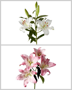 Wholesale Oriental Lily 3-5 Bloom Assorted Box #068 | PetalJet