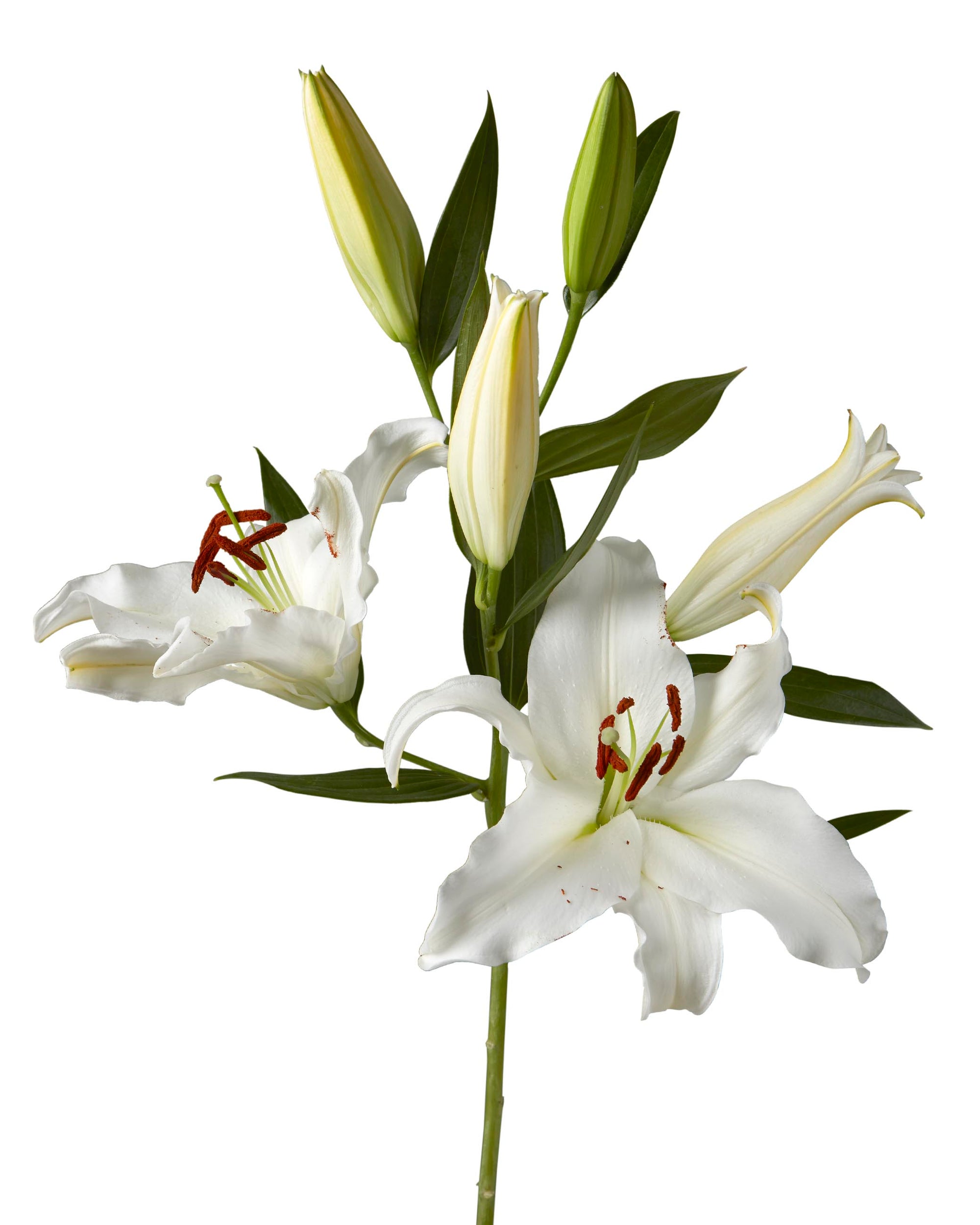Monteneu Oriental Lily 3-5 Bloom