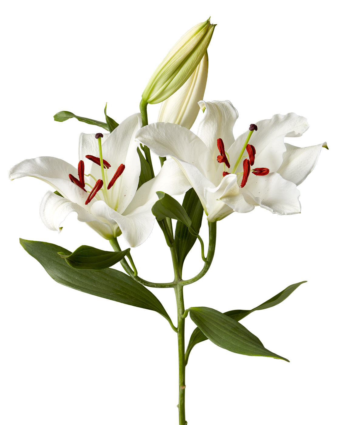 Santander Oriental Lily 3-5 Bloom