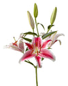 Starfighter Oriental Lily 3-5 Bloom