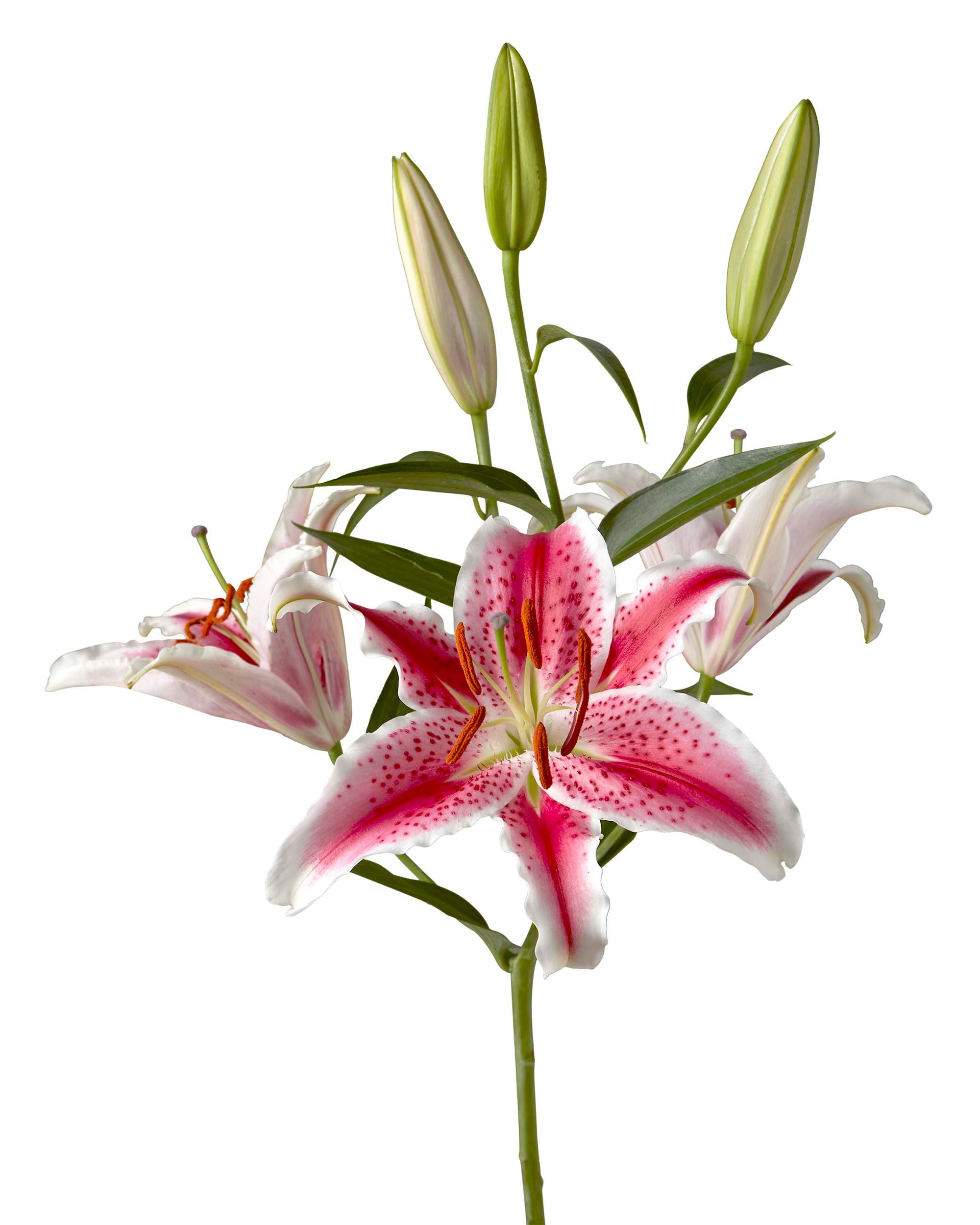 Bulk Wholesale Flowers Oriental and Asiatic Lilies - Petaljet