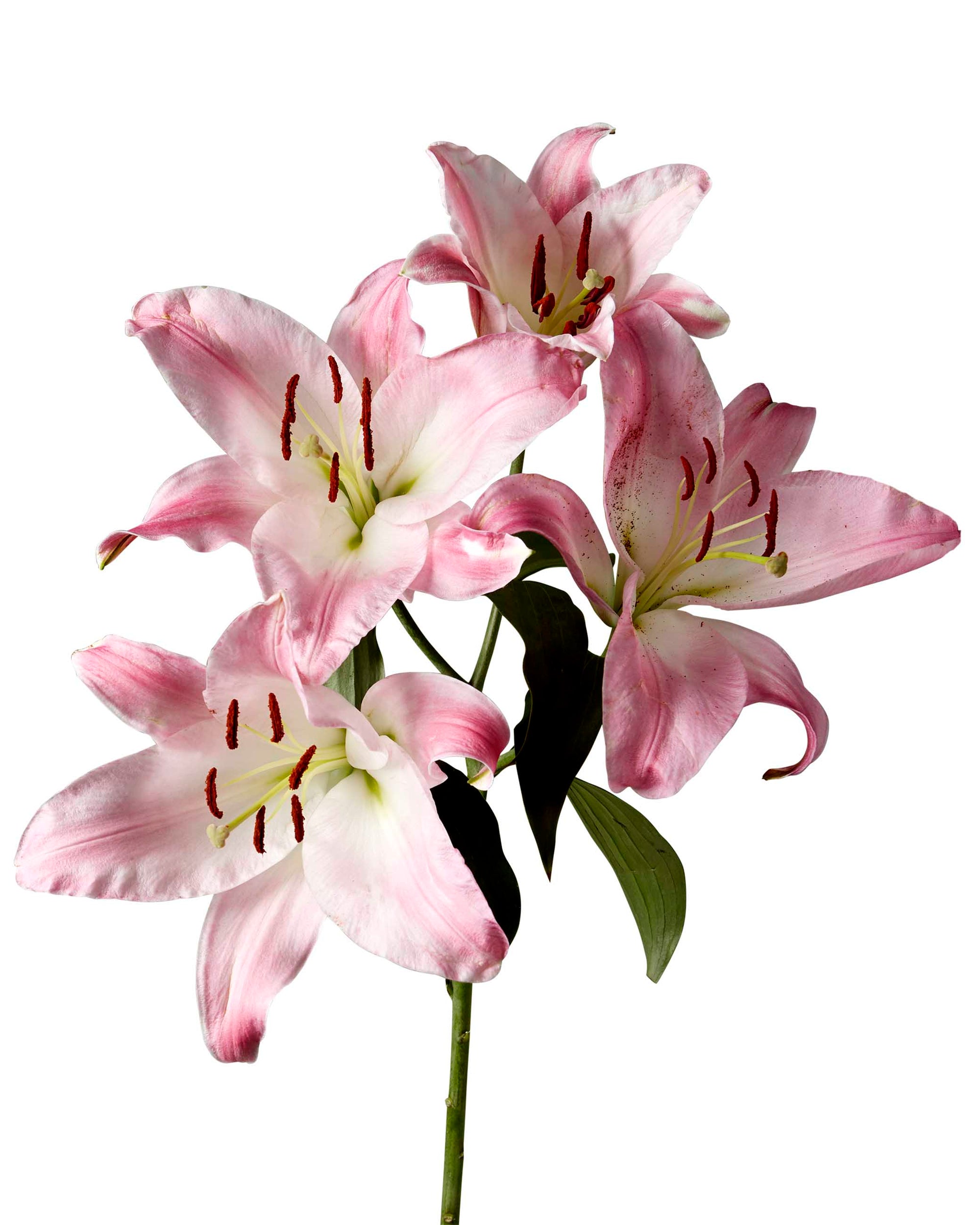Tabledance Oriental Lily 3-5 Bloom