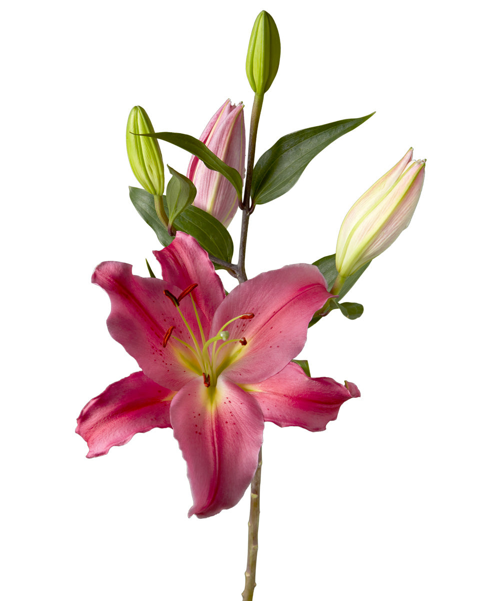 Tarrango Oriental Lily 3-5 Bloom