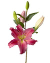 Tarrango Oriental Lily 3-5 Bloom