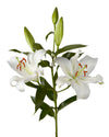 Zambezi Oriental Lily 3-5 Bloom