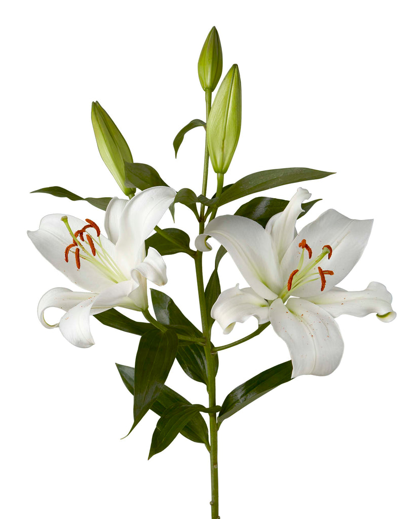 lily-oriental-zambezi-white-nf