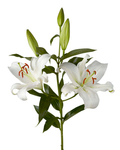 lily-oriental-zambezi-white-nf