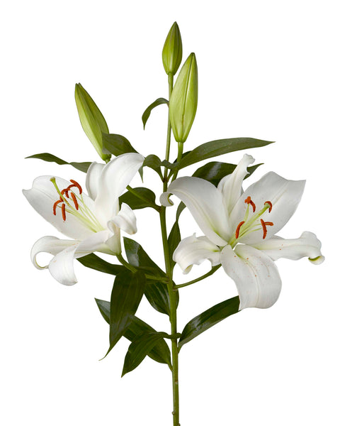 21081 white lily Zambezi Oriental Lily 3-5 Bloom